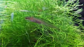 Eastern Newt Care Guide Part 3 [upl. by Acinoed]