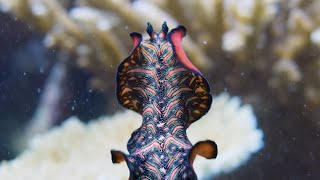 Meet the PenisFencing Flatworm  The Mating Game  BBC Earth [upl. by Ellevel]