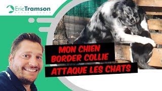 Comment éduquer mon chien qui attaque les chats [upl. by Cung]