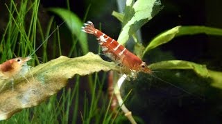 Zoetwater garnalen crystal red garnalen in het aquarium [upl. by Yelac]