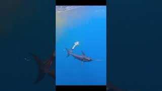 Swordfish  The Oceans Speed Demon Natures Insight [upl. by Ehcropal]