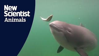 Watch a porpoise catch fish using echolocation [upl. by Droffats]