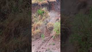 Hyena Chases Wildebeest Off a Cliff [upl. by Uphemia671]