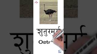 Flightless Birds Names in Hindi amp English shorts [upl. by Werbel965]