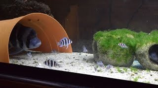 Frontosa Cichlids Eating Gulf Shrimp [upl. by Ciredor847]