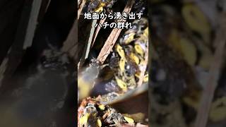 【昆虫動画】地面から湧き出すハチの群れの天敵とは【自然観察 昆虫 ハチ 】 [upl. by Yeliak70]