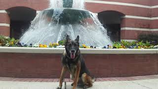 CCSO K9 Largo End Of Watch [upl. by Annayat]