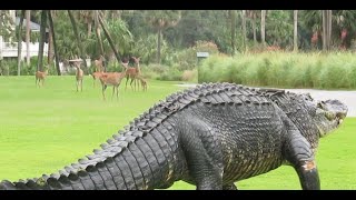 Massive alligator takes casual stroll through South Carolina golf course [upl. by Nostets144]