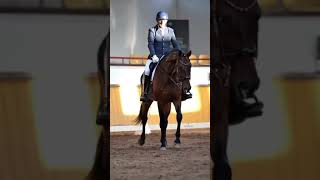 PSG 7yo Hanoverian dressage gelding [upl. by Harbot]