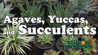 Agaves Yuccas and Succulents  Village Nurseries [upl. by Ellerrehc]