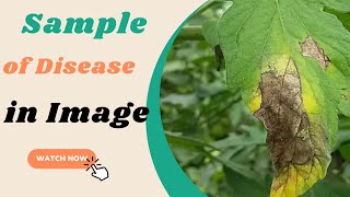 Sample Of All Disease in Image रोग के ईमेज Anthracnose of MangoLate Blight of PotatotomatoScab [upl. by Llekcor]