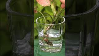 SIMPLEST Aglaonema PROPAGATION [upl. by Sudaorb]