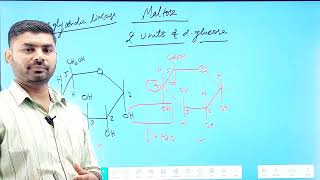 BioMolecules Disaccharides Maltose Fructose Lactose [upl. by Vaughan331]