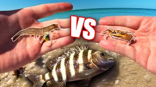 Fiddler Crab or Live Shrimp for Sheepshead Catch and Cook [upl. by Fiedler]