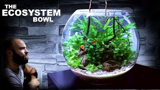 The Ecosystem Bowl AMAZING NO WATER CHANGE amp No Filter Aquarium Aquascape Tutorial [upl. by Noryv]