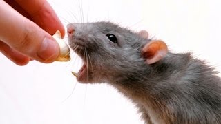 How to Feed a Rat  Pet Rats [upl. by Carisa684]