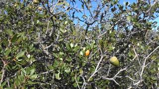 COSCOJA II Quercus coccifera wwwriomoroscom [upl. by Baillieu]