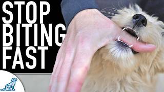 5 Ways You Are Making The Puppy Biting Worse [upl. by Herve]