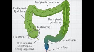 Tjocktarmens och ändtarmens funktioner [upl. by Nnylarat]