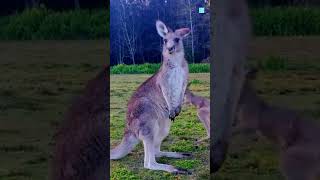 Why Kangaroos Flex Their Muscles [upl. by Katine679]