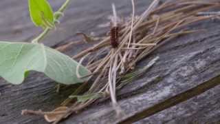 Traditional Ecological Knowledge [upl. by Goldstein125]