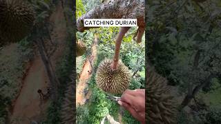 Did you know this is how they collect Durian fruit in Thailand 🇹🇭🤯 Do you like Durian 🤷🏽‍♂️ [upl. by Lenard263]