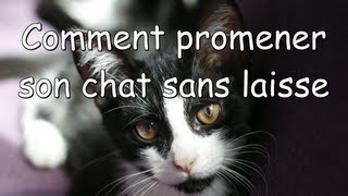 Mon chat me suit sans laisse [upl. by Abdel]