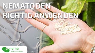 Nematoden richtig anwenden  enema [upl. by Fiester]