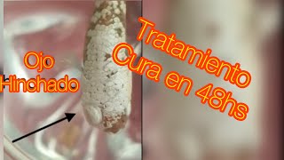 Bettaclub Argentina Curar ojo hinchado en nuestros peces bettas solo con sal [upl. by Ovida337]