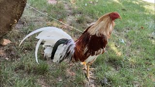 Cock Fighting Roosters Crowing Compilation  Vypers Farm 2020 [upl. by Ramey]