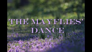 The Mayflies Dance [upl. by Filippo]