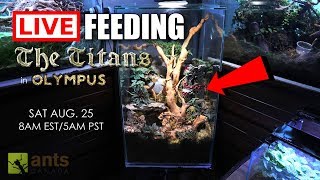 Live Feeding Of The New Titans Asian Marauder Ants In Olympus [upl. by Ewart164]