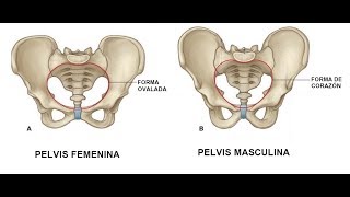 Anatomia de la pelvis [upl. by Bubb127]