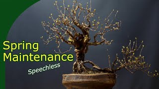 Spring work Timelapse Deadwood Pruning on a large Potentilla bonsai [upl. by Ellimak]