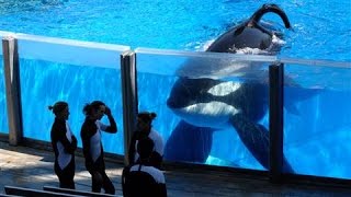 SeaWorld Killer Whale Tilikum Dies [upl. by Gaivn]