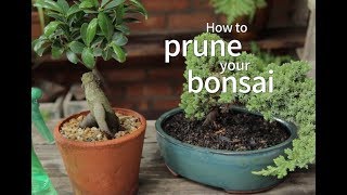 Bonsai Basics How to Prune Your Bonsai [upl. by Aratihc]