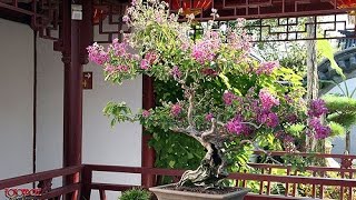 Crepe Myrtle Bonsai  Lagerstroemia indica [upl. by Gunner]