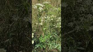 Борщівник європейський або звичайний Heracleum sphondylium у Вроцлаві nature [upl. by Lainahtan471]