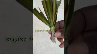 Simple Dracaena Plant Propagation shorts dracaena dragontree [upl. by Nylannej]