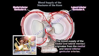 Blood Supply Of The Structures Of The Knee  Everything You Need To Know  Dr Nabil Ebraheim [upl. by Animor586]