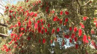 Bottle Brush Birds n Bees [upl. by Assyl]