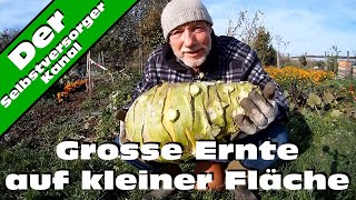 Grosse Ernte auf kleiner Fläche Kohlrabi Superschmelz [upl. by Adaven]