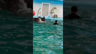 Dolphin dance in Thailand myfamilycomedy musicgenre funny fun [upl. by Mcgill322]