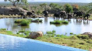 Wildlife in the Serengeti  Four Seasons Safari Lodge [upl. by Zalucki563]