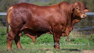 Droughtmaster National Sale 2024  Lot 77  Garthowen Everything Right 3 [upl. by Edac44]