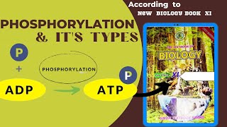 Phosphorylationclass 11 Biology BioenergeticsTypes of Phosphorylation [upl. by Eddra109]