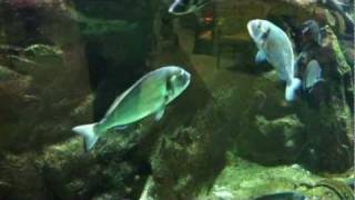 Gilthead Bream Sparus Aurata [upl. by Henning]