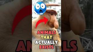 WEIRDEST ANIMALS ACROSS THE WORLD 😲😲 [upl. by Liatris]