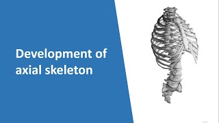 Development of axial skeleton Part1 Bangla [upl. by Karalee]