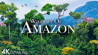 Amazon Wildlife 4K  Part 2  Animals That Call The Jungle Home  Amazon Rainforest Relaxation Film [upl. by Morril]